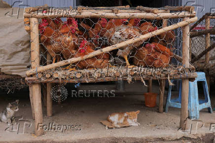 Ethiopians tackle food prices with small-scale poultry farms