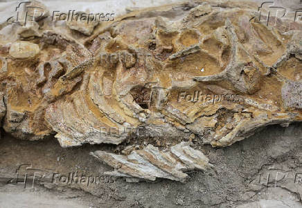 Paleontologists find porpoise fossil in Peru's ancient seabed