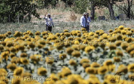 Record rise in agricultural revenue in Turkey