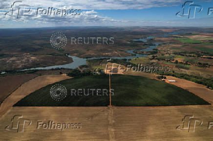 Coffee beans plantation near Brasilia
