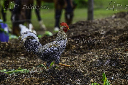 Galinhas, galos e pintinhos EM pasto de compostagem em SJC