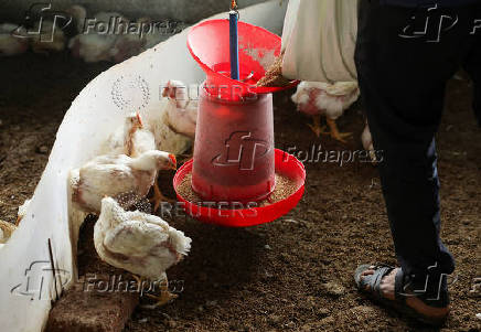 A man empties a bag of fodder into a feeder at a poultry farm in Nashik
