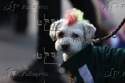 'Patitas del Bicentenario', un festejo adelantado por el Día del Perro en Bolivia