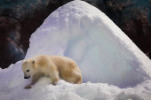 Ursa polar Nur, que nasceu no aquário de São Paulo