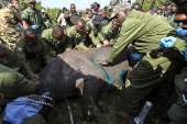 Translocation of endangered black rhinos to Segera Conservancy in Kenya