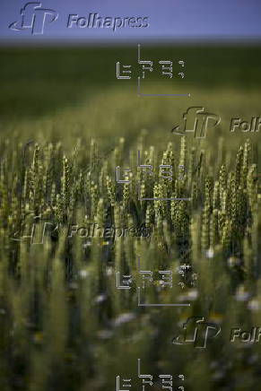 Cereal field in Belgium
