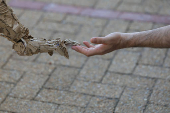 Climate crisis comes to life, as epic puppet migration begins across Africa