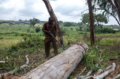 Timber exploitation in Nigeria's Kwara State