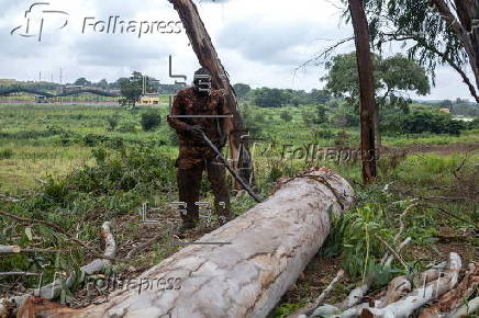 Timber exploitation in Nigeria's Kwara State