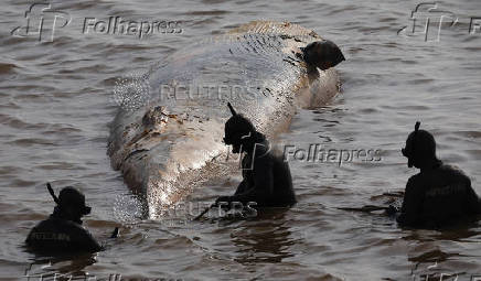 A sei whale is found dead off the coast of Buenos Aires