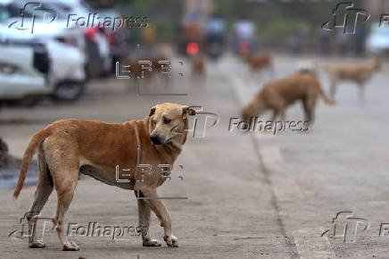 Supreme Court orders to move all stray dogs from Delhi-NCR to animal shelters