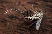 Macrofotografia de um mosquito Aedes Aegypti