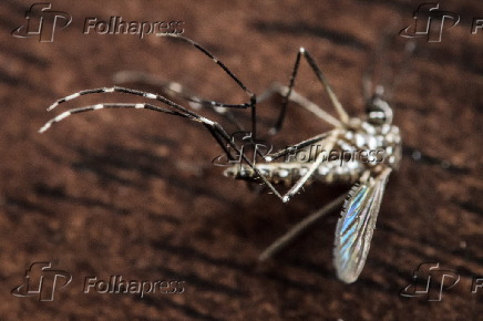 Macrofotografia de um mosquito Aedes Aegypti