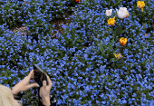 A woman takes pictures of the blooming flowers in Victoria Embankment Gardens, London