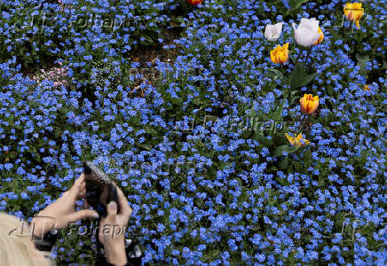 A woman takes pictures of the blooming flowers in Victoria Embankment Gardens, London