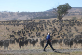 Farmer George King musters Angus beef cattle at his Coombing Park property in Carcoar