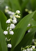 French horticultural industry gears up for May 1st celebrations