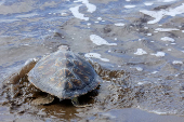 A green sea turtle named Solstice is released after six months of recovery, on Melenara Beach on the island of Gran Canaria