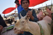 Sacrificial animals market in Karachi