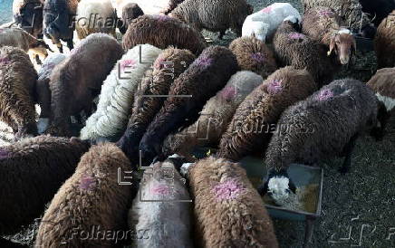 Eid al-Adha celebration in Iran