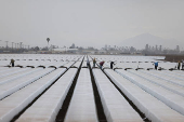 Immigrant workers prepare the land for crops in Oxnard, California