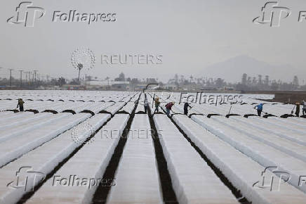 Immigrant workers prepare the land for crops in Oxnard, California