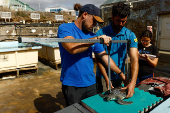 Scientists examine a green sea turtle named Solstice at the Taliarte Wildlife Recovery Center on the island of Gran Canaria