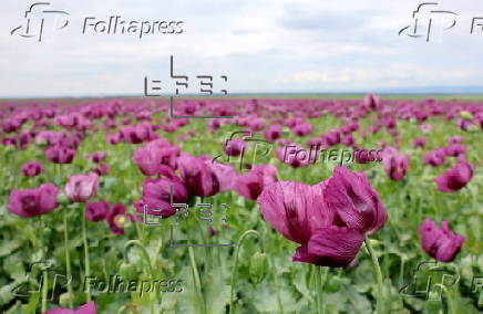 Blooming poppy field in Hungary