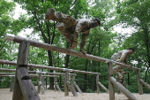 US Army's Best Squad competition
