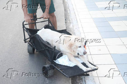 Tratamento adequado com cão idoso.