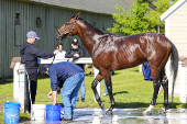 Horse Racing: Belmont Stakes-Workouts