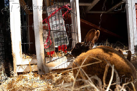 Peanut Butter the rabbit drinks water at Stepney City Farm, where staff work to keep animals cool during a heatwave in London