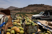 Yemen's prickly pear - from a wild fruit to a staple of the country's agriculture