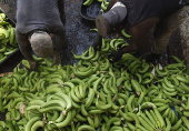 El campo colombiano, preocupado por impacto de los aranceles de EE.UU., su mayor mercado
