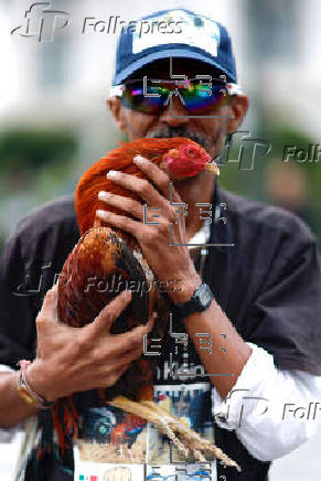 “El gallo nace para pelear”, exclaman miles de mexicanos en defensa de esta tradición