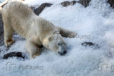 Prague zoo keeps animals cool with ice cubes
