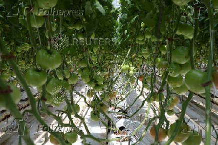 U.S. Government imposes 17% tariff on Mexican fresh tomatoes