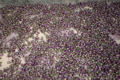 Damascene rose harvest in Syria