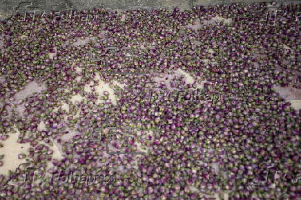 Damascene rose harvest in Syria