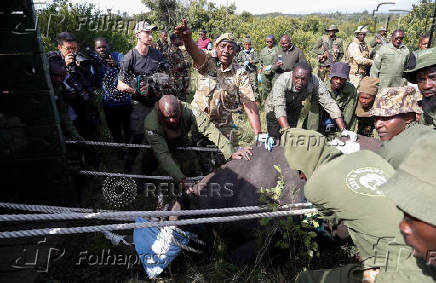 KWS rangers translocate endangered black rhinos from the Ol Pejeta Conservancy to establish a new breeding population at the Segera Conservancy in Laikipia