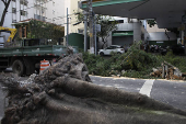 Queda de árvore no Jardim Paulista