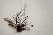 Macrofotografia de um mosquito Aedes Aegypti