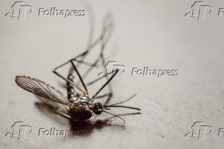 Macrofotografia de um mosquito Aedes Aegypti