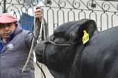 El potente sector rural de Argentina abre su tradicional feria entre reclamos a Milei