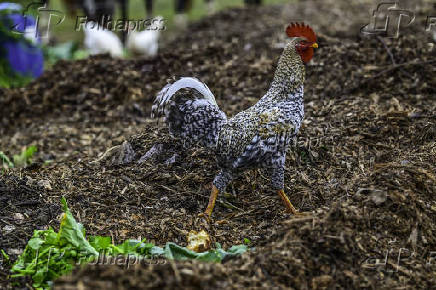 Galinhas, galos e pintinhos EM pasto de compostagem em SJC