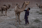 Boy oversees his herd of camels in Multan