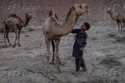 Boy oversees his herd of camels in Multan