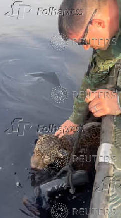 Jaguar with gunshot wounds rescued from Brazilian river