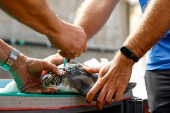 Veterinarian Pascual Calabuig and marine biologist Alejandro Usategui, from the NGO ADS Biodiversity, conduct a genetic study of the green turtle named Solstice, at the Taliarte Wildlife Recovery Center on the island of Gran Canaria