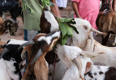 Goats for sale eat leaves inside a livestock market ahead of the Eid al-Adha festival in Kolkata